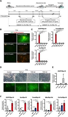 Tenogenic Induction From Induced Pluripotent Stem Cells Unveils the Trajectory Towards Tenocyte Differentiation